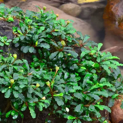 Buy Bucephalandra sintang online at best price | OhMleT Shoppe