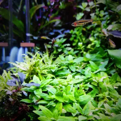 水草 Bucephalandra sp.  upper ghost 2015 Bucephalandra sp. 