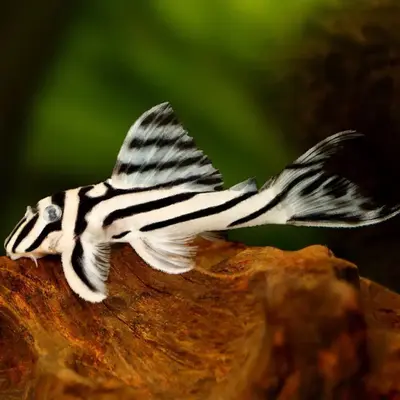 Buy Plecos online at best price | Dee Shrimps India