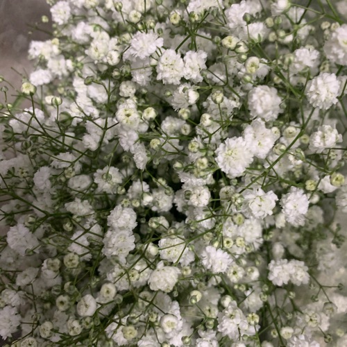 Buy Gypsophila online at best price | JAISREE FLORA