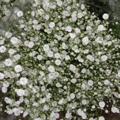 Buy Gypsophila online at best price | JAISREE FLORA