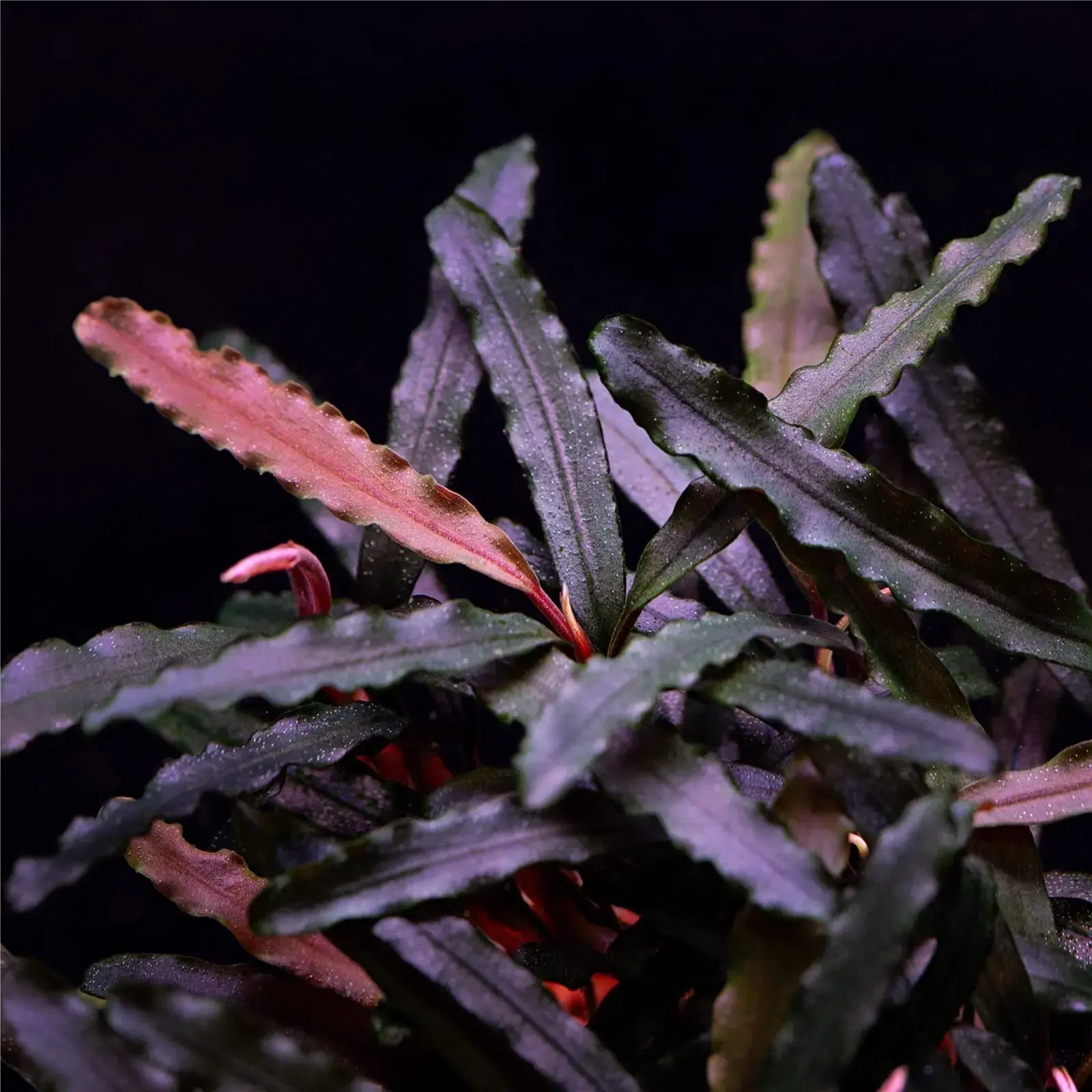 Buy Bucephalandra online at best price | theaquaticfarm