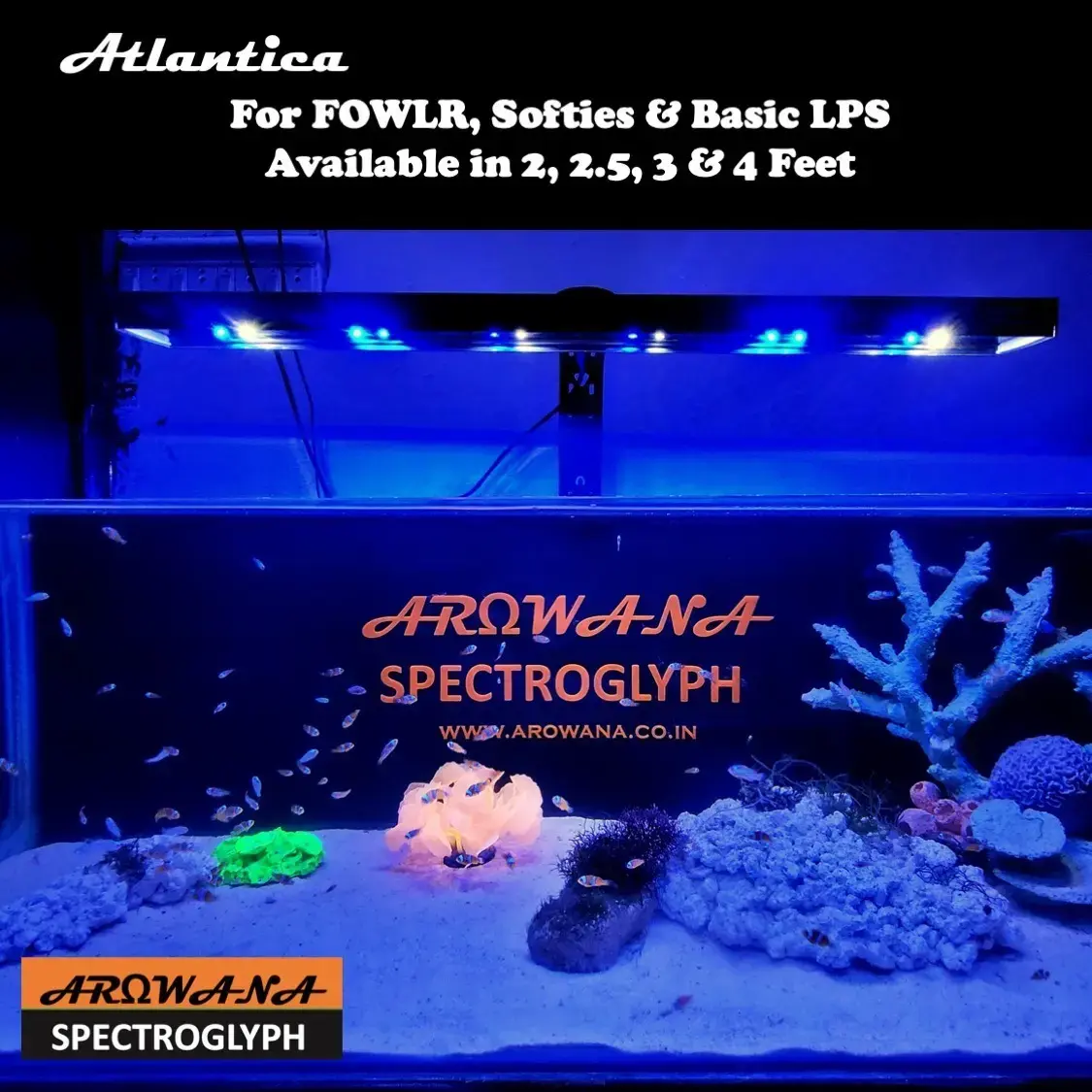 Order Atlantica Marine Light for FOWLR Softies Basic LPS with