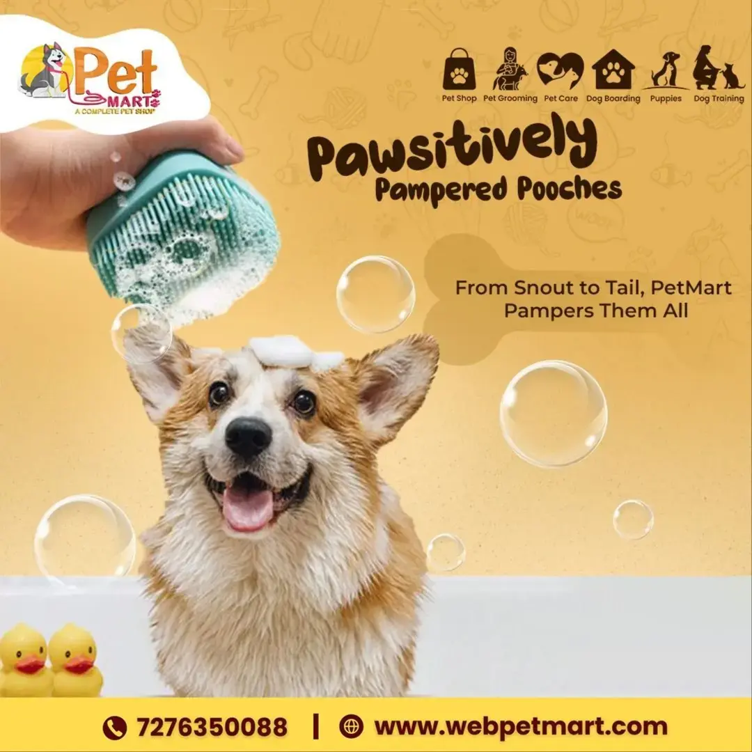 Dog Daycare The Paw Spa Blondo Grand Paws Country Kennel Giftly