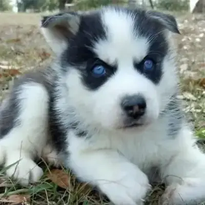 Blue Eyes White Female Husky Puppy Siberian Husky Price In Pune