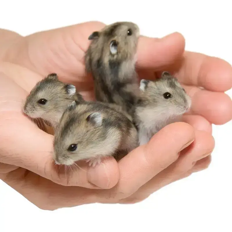 Dwarf Pet Hamsters for Sale –Home Delivery in Delhi, Gurgaon