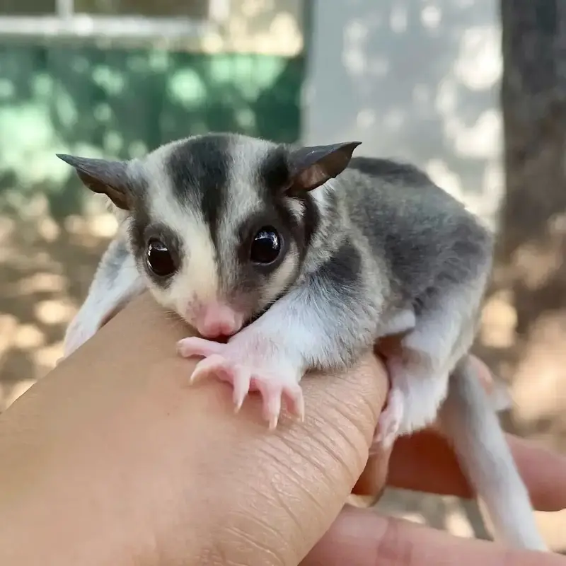 Sugar Glider Cost Sugar Glider Price Sale