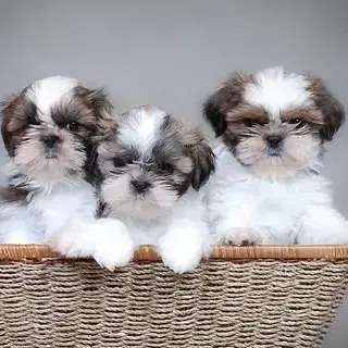 Shih Tzu Breed Of Small Fluffy Dogs Tzu Breed Silky Dog Price Shih