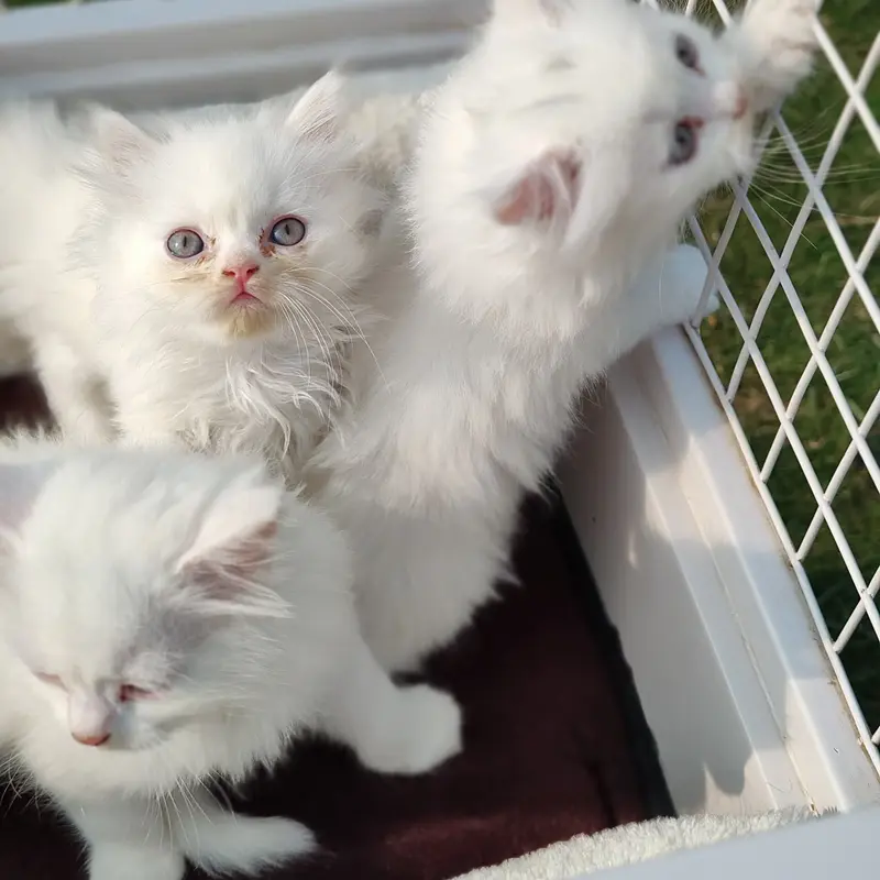 Persian Cat Price White Kittens For Free Near Me Buy Top Quality