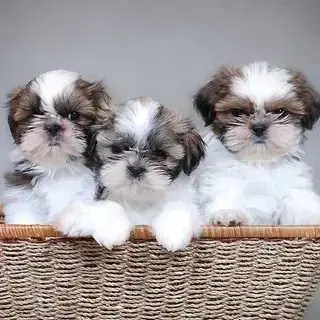 Teacup Shih Shih Tzu Dog Buy Online Buy Adorable Shih Tzu Puppies