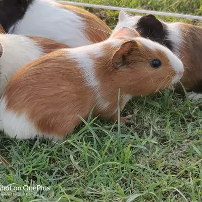 Guinea Pig Hamster Pet Shop Near Me American Guinea Pigs For Sale