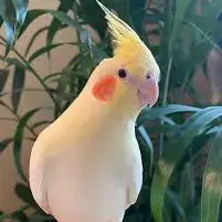 Lutino, Grey Cockatiel Bird In Gurgaon, Delhi, Noida