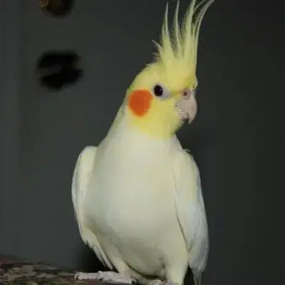 Lutino, Grey Cockatiel Bird In Gurgaon, Delhi, Noida