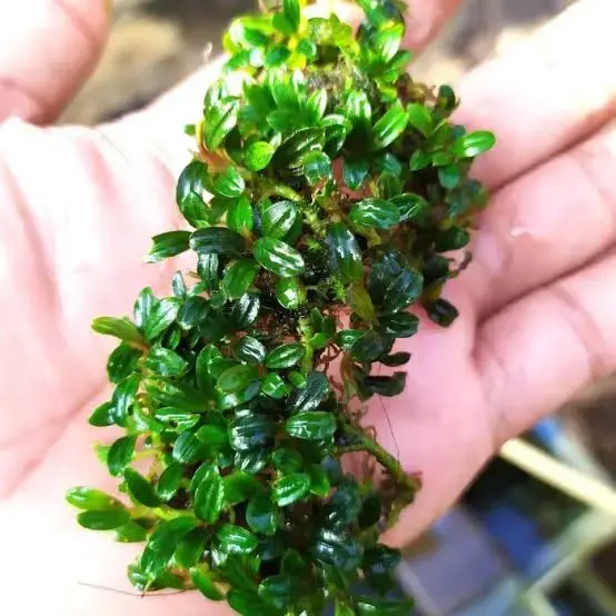 ブセファランドラ　boyan Buy Bucephalandra micro boyan. online at best price | OhMleT Shoppe