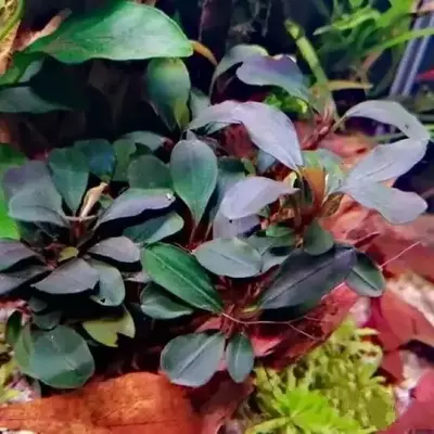 Bucephalandra sp.”Theia blue”Kn Bucephalandra Theia Aquarium Plant