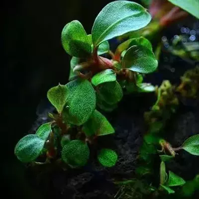 prplhz品Bucephalandra sp. Pearl gray Bucephalandra Pearl Grey | AquaticMotiv