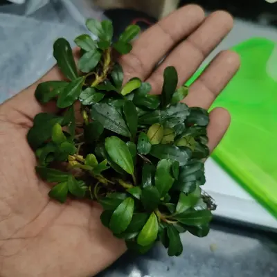 Bucephalandra sp. Sungai Mahap TZ便 Bucephalandra sp. Sungai Mahap