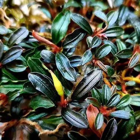 水草 Bucephalandra .sp mini phantom Bucephalandra Phantom Mini | APF Aquarium Plants Factory®