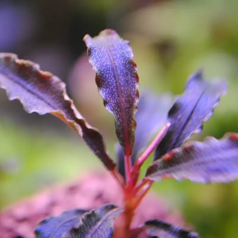 Buy Bucephalandra Kedagang Purple online at best price | OhMleT Shoppe