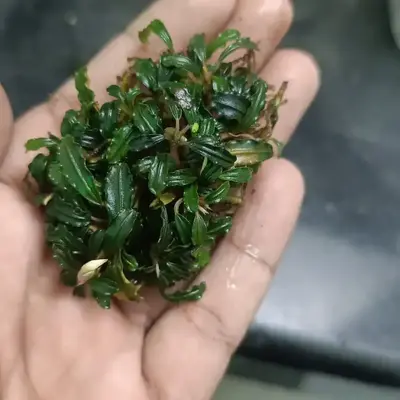 Buy BUCEPHALANDRAS online at best price | OhMleT Shoppe