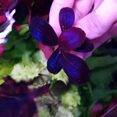 Bucephalandra sp.helena oval Buce Helena – Duckaroo
