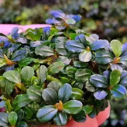 ブセファランドラ　boyan Buy Bucephalandra Hulu Boyan online at best price | OhMleT Shoppe