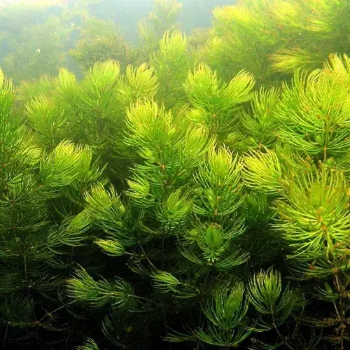 Hornwort Aquarium Foxtail Aquarium Plant Care Pack Hornwort Bundle Live Aquarium  Plants BUY GET FREE