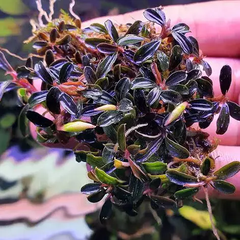 水草 Bucephalandra sp. Mini Phantom ADA Dooa Bucephalandra Artemis