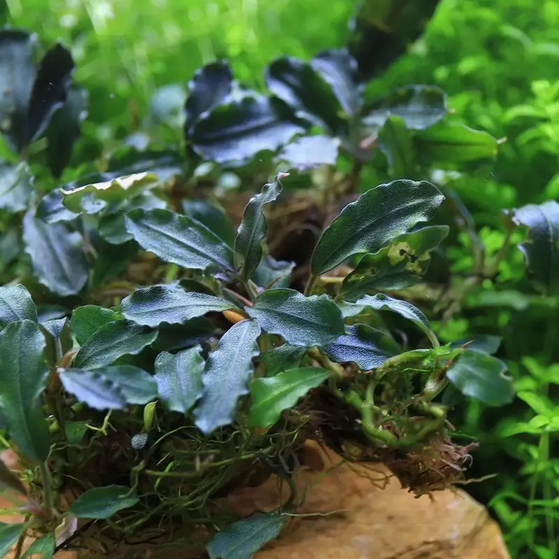 水草 Bucephalandra cv.\"AL-hyb.007\" Bucephalandra cv.AL-Hyb.011 - メルカリ