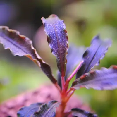 水草 Bucephalandra sp.Purple Buy Bucephalandra Kedagang Purple online at best price | OhMleT Shoppe