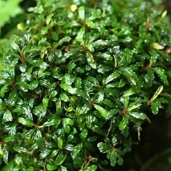 水草 Bucephalandra Mini Melawi. Mini Bilindae Bucephalandra sp. Melawi Mini, one of the smallest