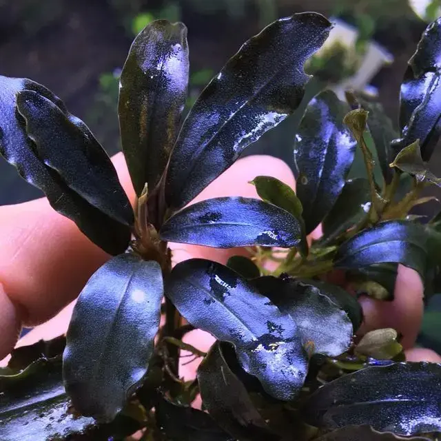 Buy Bucephalandra Upper Ghost online at best price | OhMleT