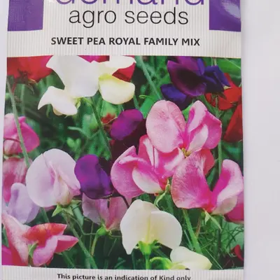 Sweet Pea Royal Family Flower Seeds, 30 Seeds, Packed In UK, Climbing Annual