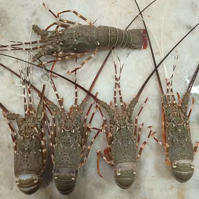 Buy Lobster (शेवंड) Size 6 Lobsters in Kg - 1 Kg Gross Wt