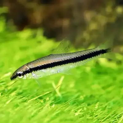 Buy Siamese Algae Eater pair online at best price UNITED COLORS