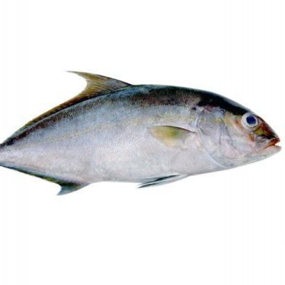Buy Butter Fish online at best price | FISH MART, Bengaluru
