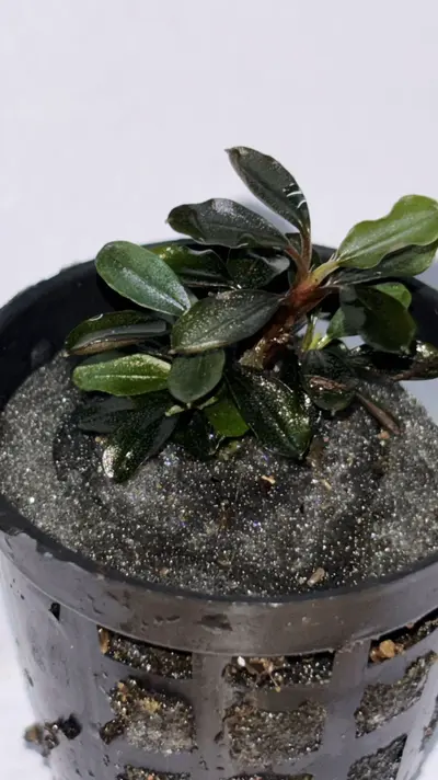Buy Bucephalandra Kedagang online at best price | GreenMoss Aquarium