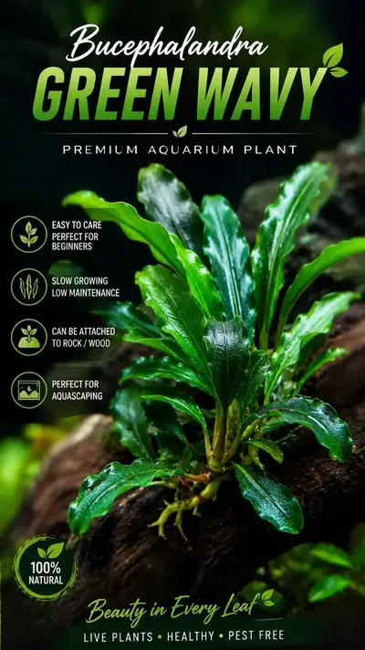 Buy Bucephalandra Green online at best price | GreenMoss Aquarium