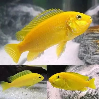 Just Fish Bangalore | Online Aquarium Store - Order Online