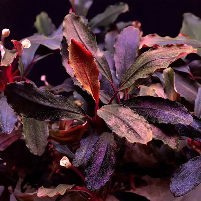 Bucephalandra sp. GT-Noble