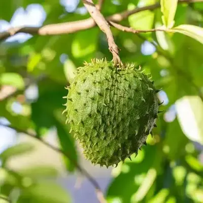 Buy MULL SEETHA FRUIT PLANT(SOURSOP) online at best price | GANGA ...