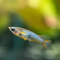 Buy Daisy Rice Fish online at best price | Judo's Pet Farm (Retail)