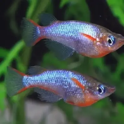 Buy Daisy Rice Fish online at best price | Judo's Pet Farm (Retail)