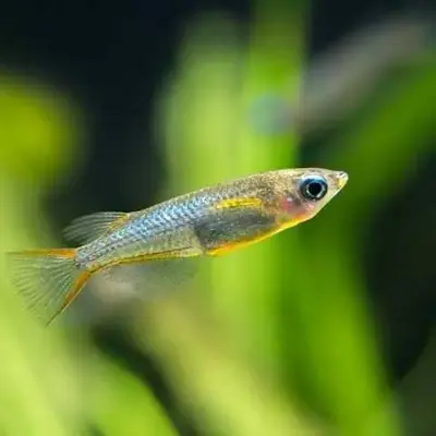 Buy Daisy Rice Fish online at best price | Judo's Pet Farm (Retail)