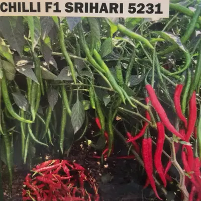 Buy Chilli seeds F1 Srihari 5231 online at best price | Happyplants