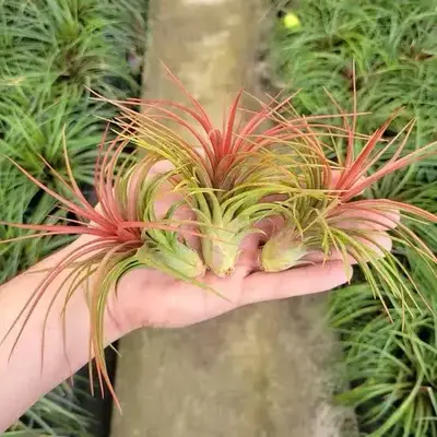 Buy Tillandsia ionantha red online at best price | Happyplants