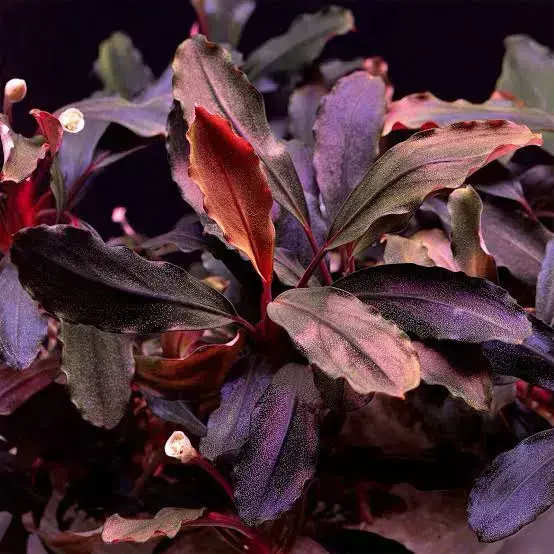 Buy Bucephalandra brownie ghost online at best price | Happyplants