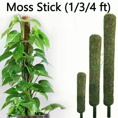 Buy Moss Stick online at best price | Krishi Kranti Kendra