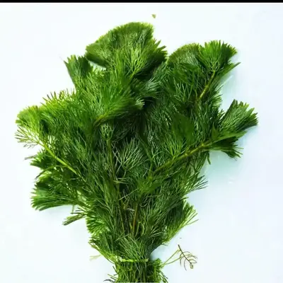 Buy Bucephalandra online at best price | ZEO AQUA THALASSERY