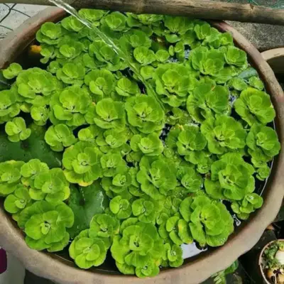 Buy Bucephalandra online at best price | ZEO AQUA THALASSERY